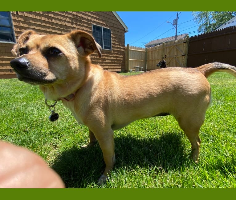 embark dog dna test breed