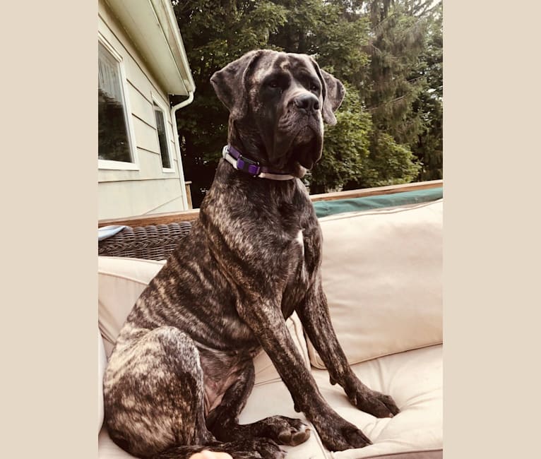 Miss Delilah, a Mastiff tested with EmbarkVet.com