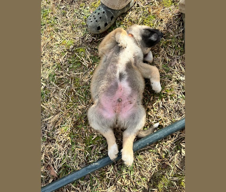 Maverick, a Great Pyrenees and German Shepherd Dog mix tested with EmbarkVet.com