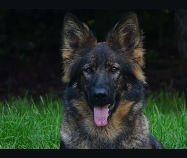 Chloë, a German Shepherd Dog tested with EmbarkVet.com