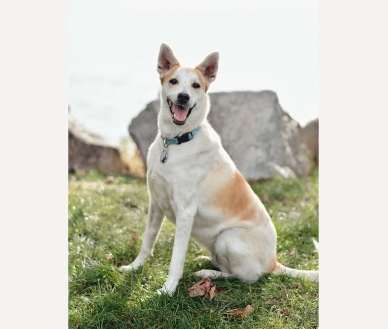 Lexi, a Formosan Mountain Dog tested with EmbarkVet.com