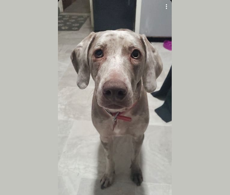 Maggie, a Weimaraner and Catahoula Leopard Dog mix tested with EmbarkVet.com