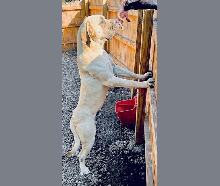 Bumble Yeti, a Mastiff tested with EmbarkVet.com
