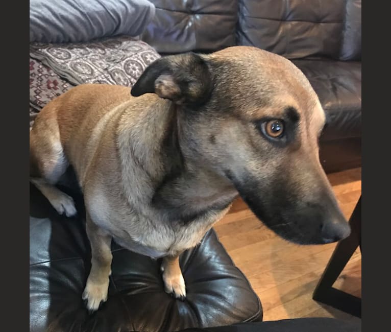 Chihuahua malinois mix sale