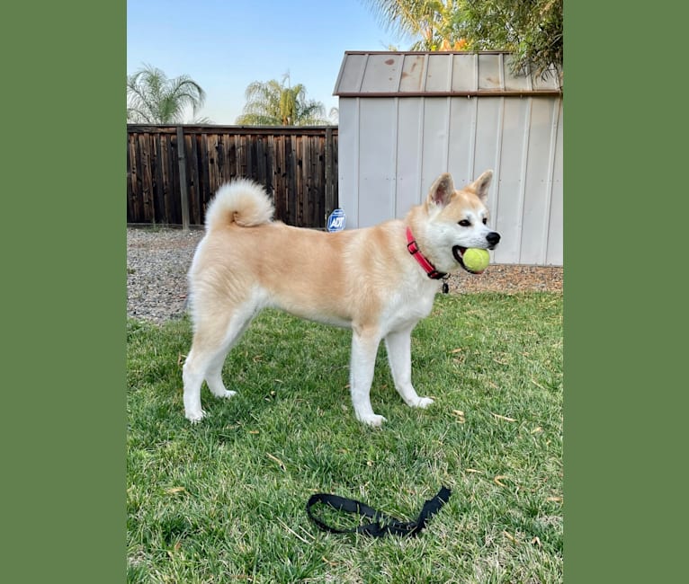 Hachi, an Akita Inu tested with EmbarkVet.com