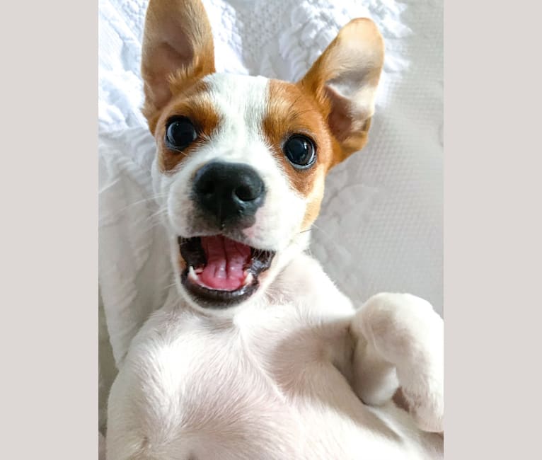 Rat terrier and on sale shih tzu mix