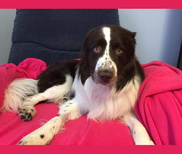 Zeb, a Border Collie and Anatolian Shepherd Dog mix tested with EmbarkVet.com