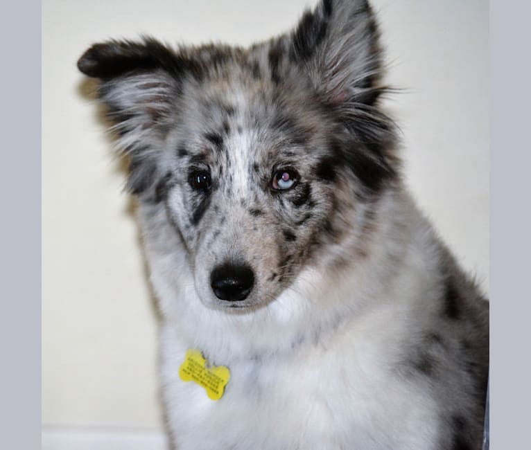 Denali, a Samoyed and Border Collie mix tested with EmbarkVet.com