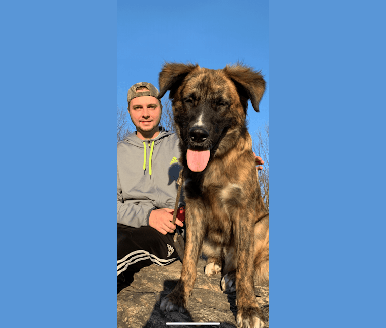 Saint bernard cross german shepherd on sale