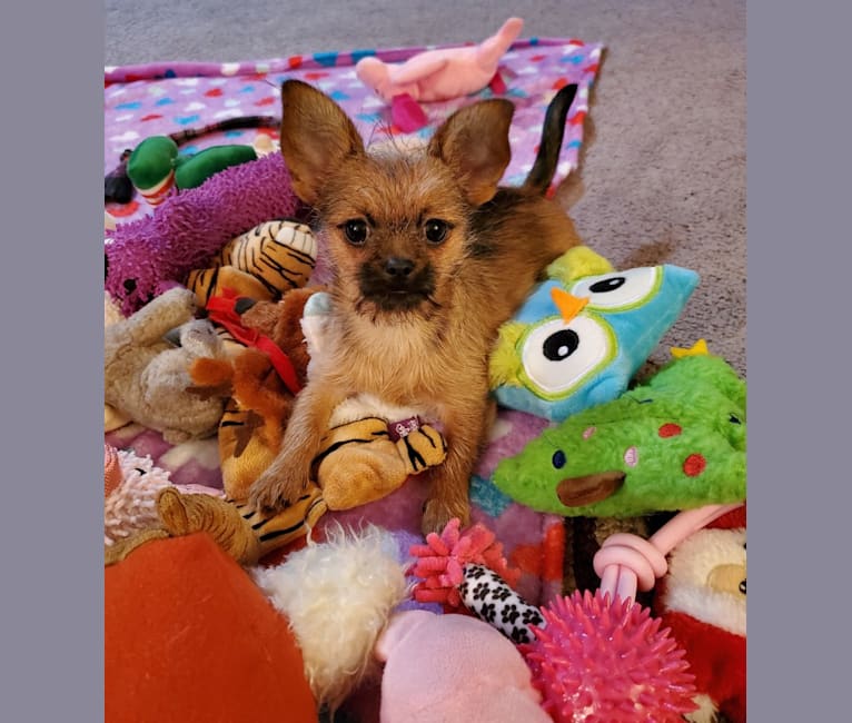 Photo of Pebbles, a Chihuahua, Pekingese, Shih Tzu, and Dachshund mix in Memphis, TN, USA