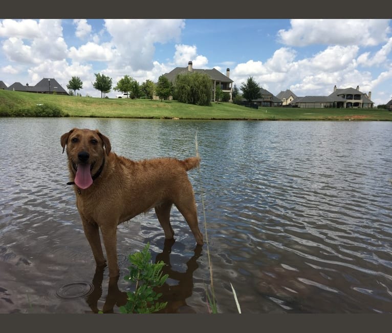 mezcla de laboratorio airedale terrier