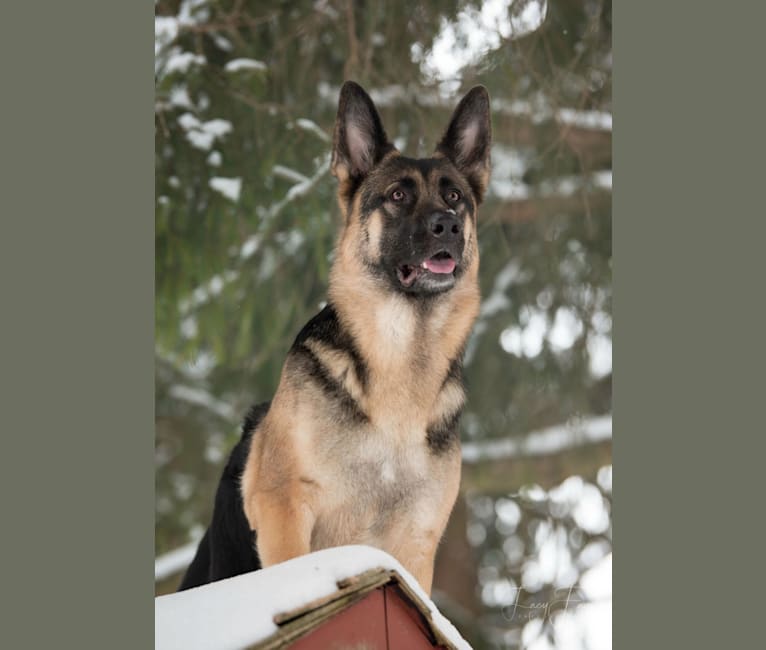 Photo of Arya, a German Shepherd Dog  in North Carolina, USA