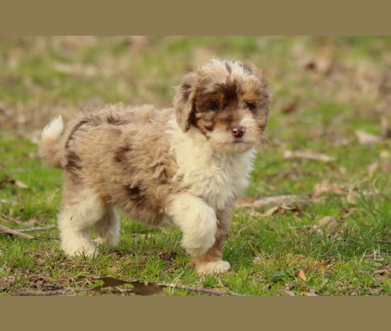 Trooper, an Aussiedoodle tested with EmbarkVet.com