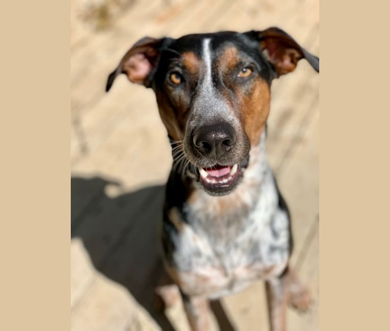 Rally Howell, an Australian Shepherd and Treeing Walker Coonhound mix tested with EmbarkVet.com