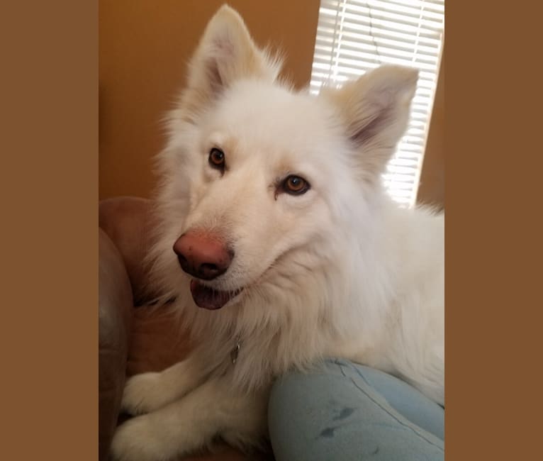 German shepherd cheap and samoyed mix