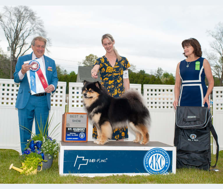 Bandit, a Finnish Lapphund tested with EmbarkVet.com