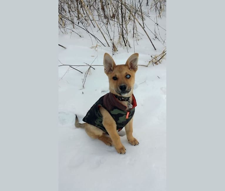 Echo, a German Shepherd Dog and Siberian Husky mix tested with EmbarkVet.com