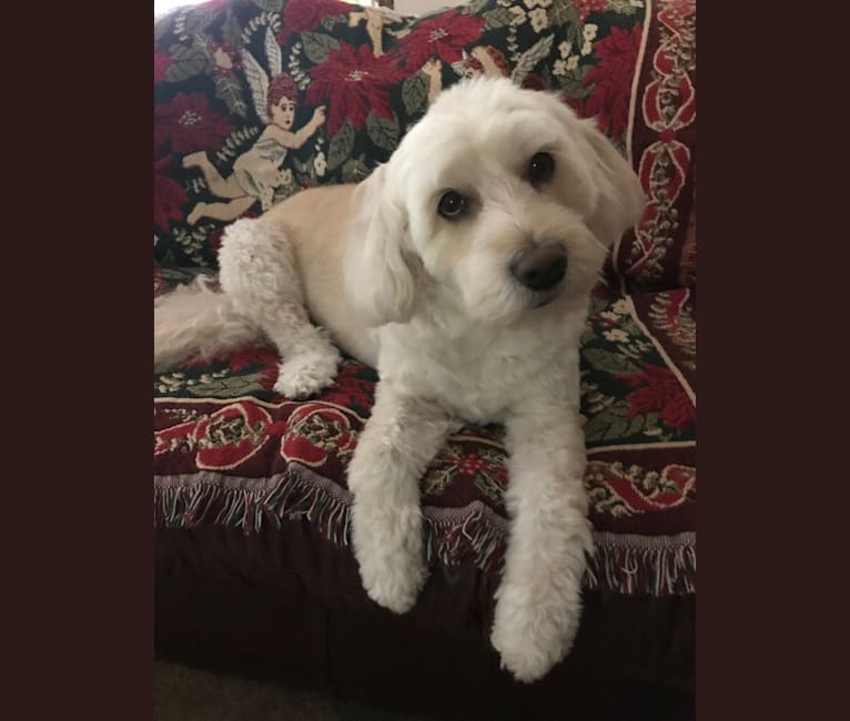 Golden retriever miniature schnauzer mix top