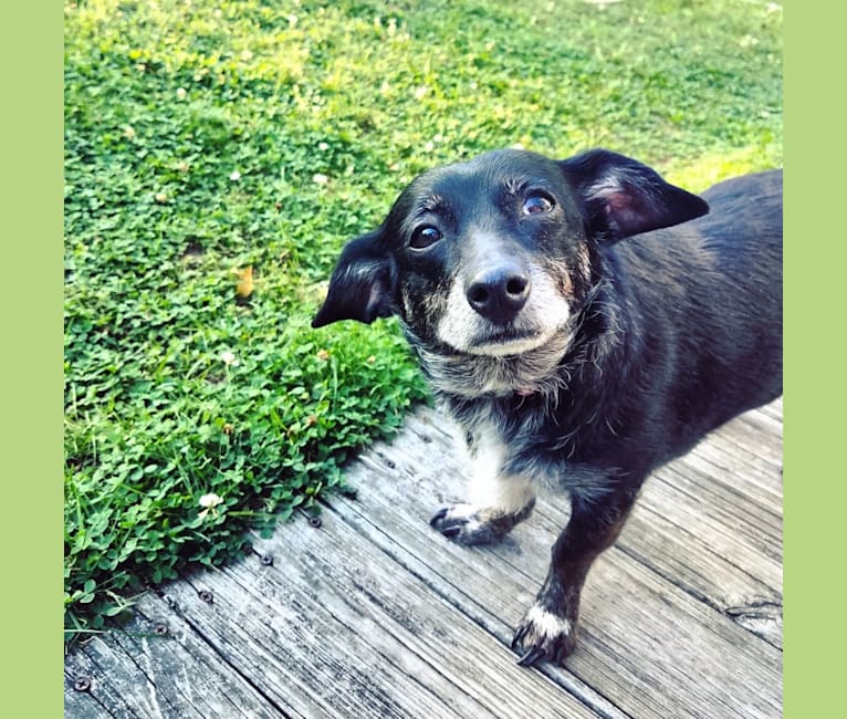 Photo of Charlea, a Poodle (Small) and Chihuahua mix in Boston, Massachusetts, USA