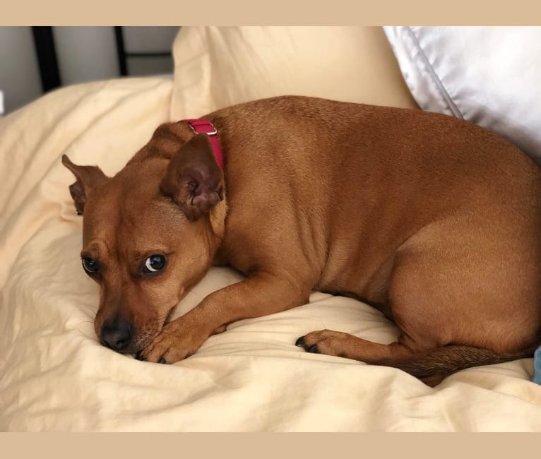 Bully online chihuahua mix