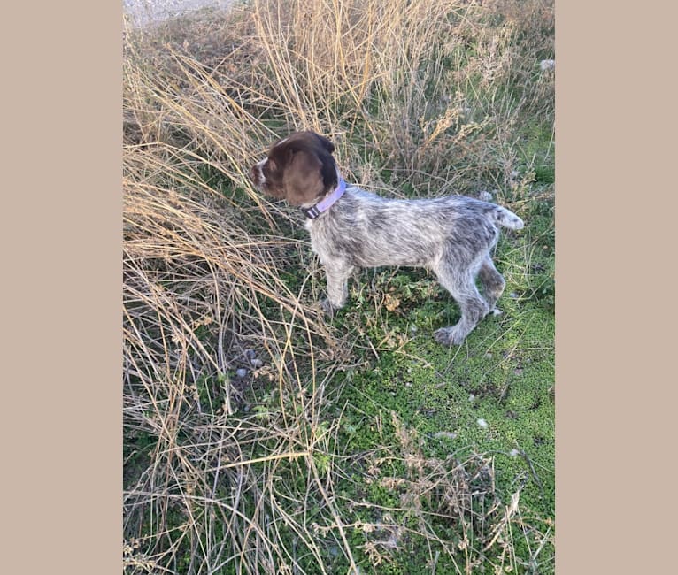 Lil Lady Mae, a German Wirehaired Pointer tested with EmbarkVet.com