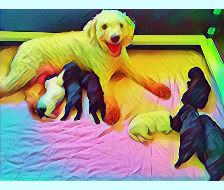 embark dog dna test breed