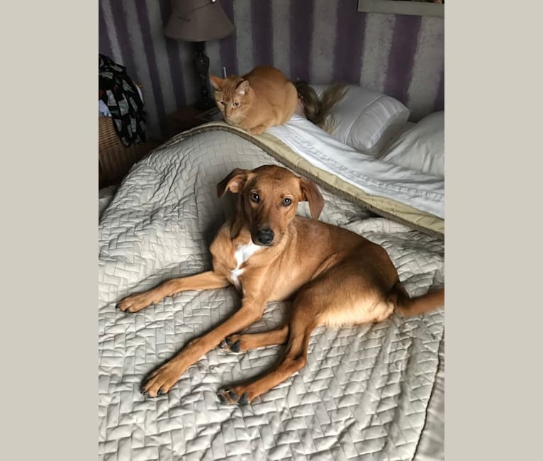 Australian shepherd and mountain cur mix top