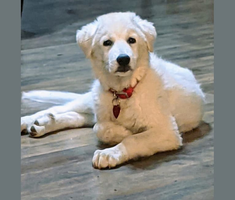 Ammy, a Maremma Sheepdog tested with EmbarkVet.com