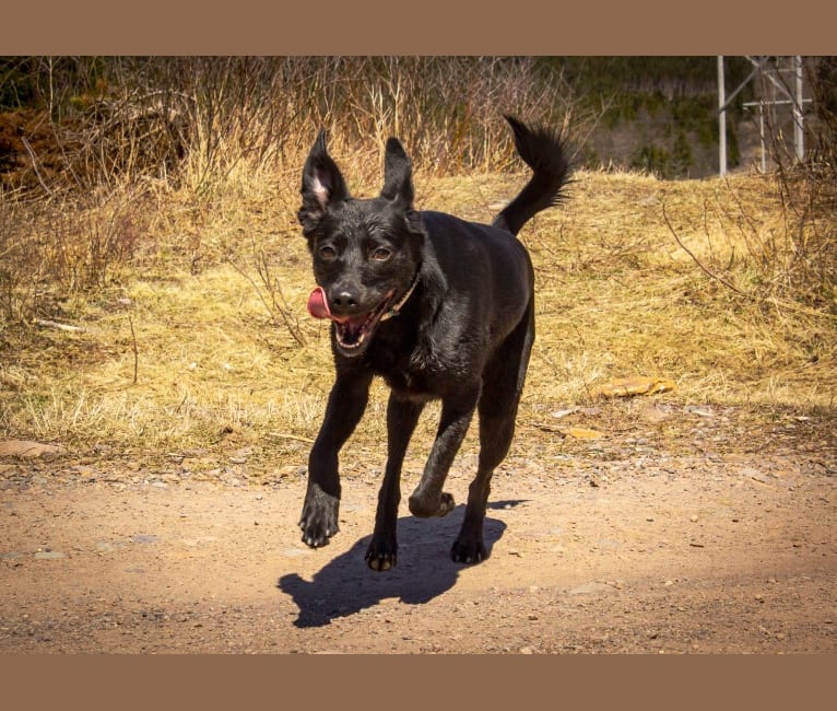 Photo of Cinder, a Newfoundland, Labrador Retriever, Chesapeake Bay Retriever, Collie, German Shepherd Dog, and Mixed mix in Marystown, Newfoundland and Labrador, Canada
