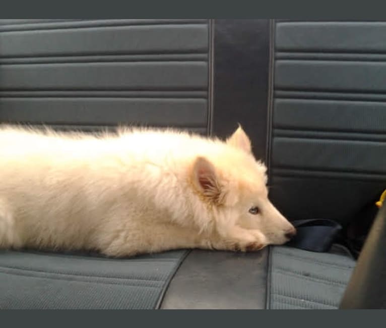Polar, a Samoyed and Norwegian Elkhound mix tested with EmbarkVet.com