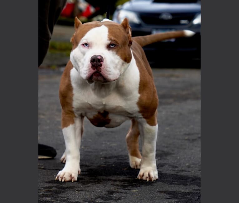 Creed, an American Bully tested with EmbarkVet.com
