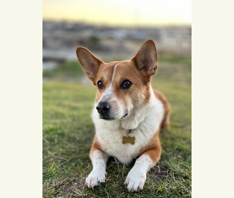 Photo of Clooney, a Pembroke Welsh Corgi and Australian Cattle Dog mix in Sydney, New South Wales, Australia