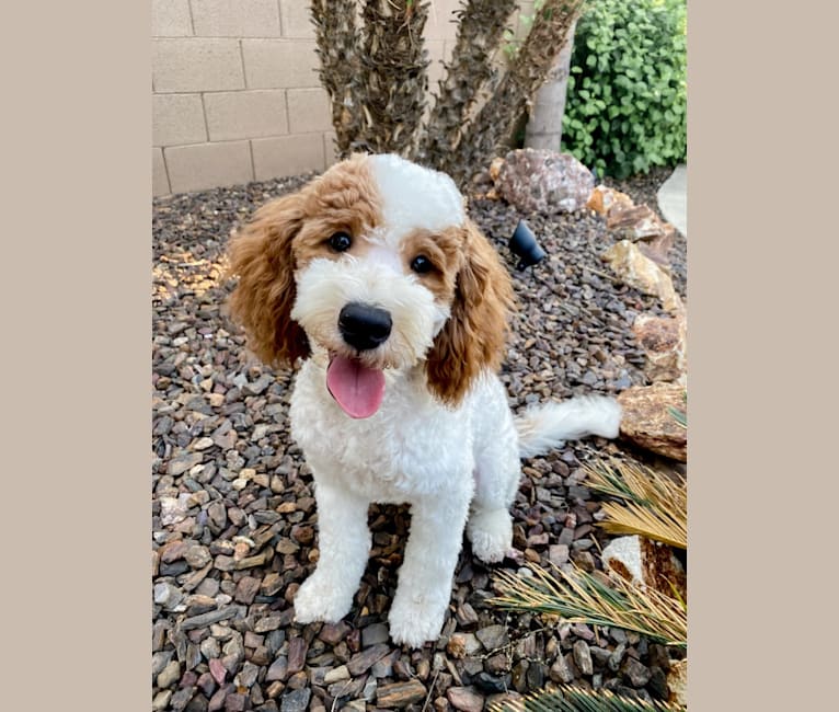 Harry, a Goldendoodle tested with EmbarkVet.com