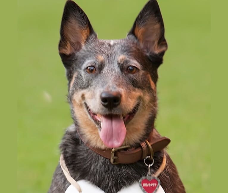 Brisket, an Australian Cattle Dog tested with EmbarkVet.com
