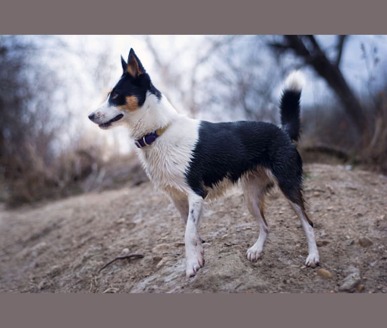 Fable, an Australian Cattle Dog and Siberian Husky mix tested with EmbarkVet.com