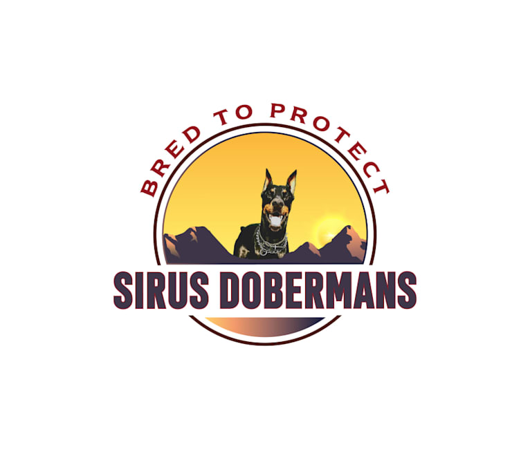 Sirus Lee Nitro, a Doberman Pinscher tested with EmbarkVet.com