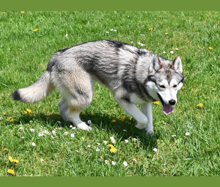Everest, a Siberian Husky and German Shepherd Dog mix tested with EmbarkVet.com
