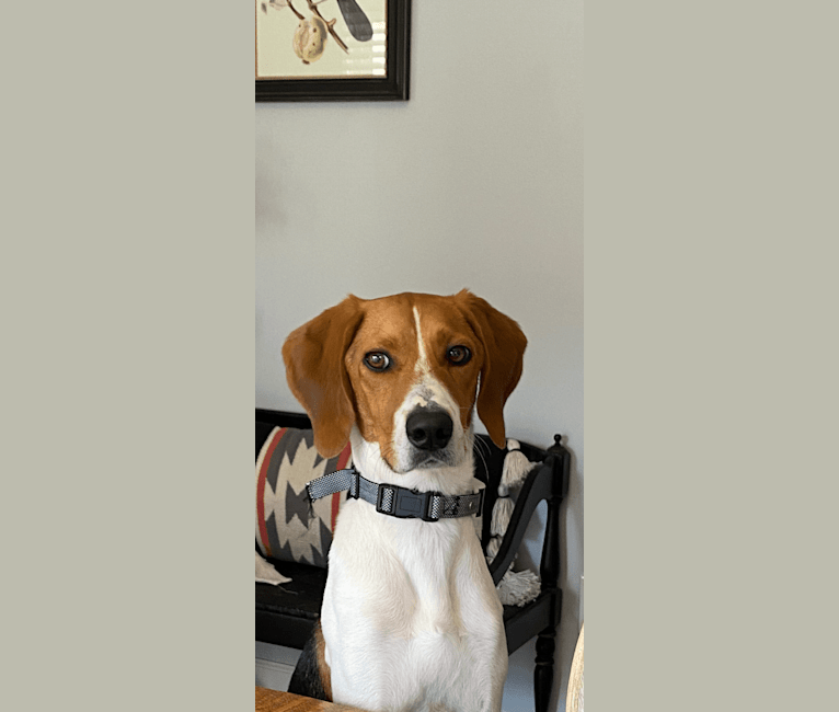 Photo of Chessy, a Beagle and American Foxhound mix in Suffolk, Virginia, USA