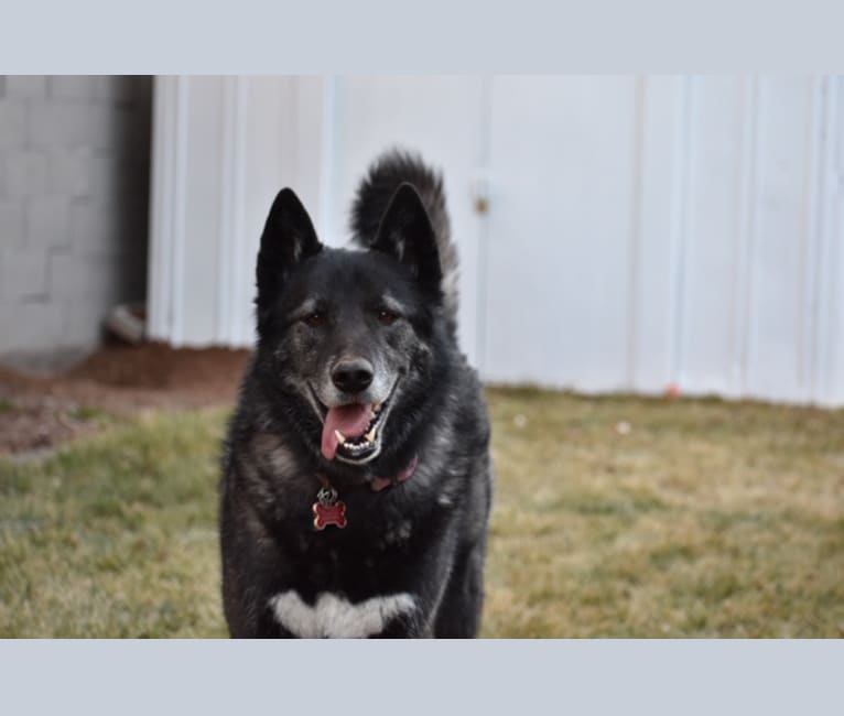 Lola, a Siberian Husky and German Shepherd Dog mix tested with EmbarkVet.com