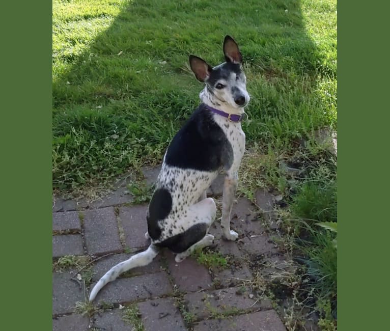 Kayla, a Rat Terrier and Mountain Cur mix tested with EmbarkVet.com