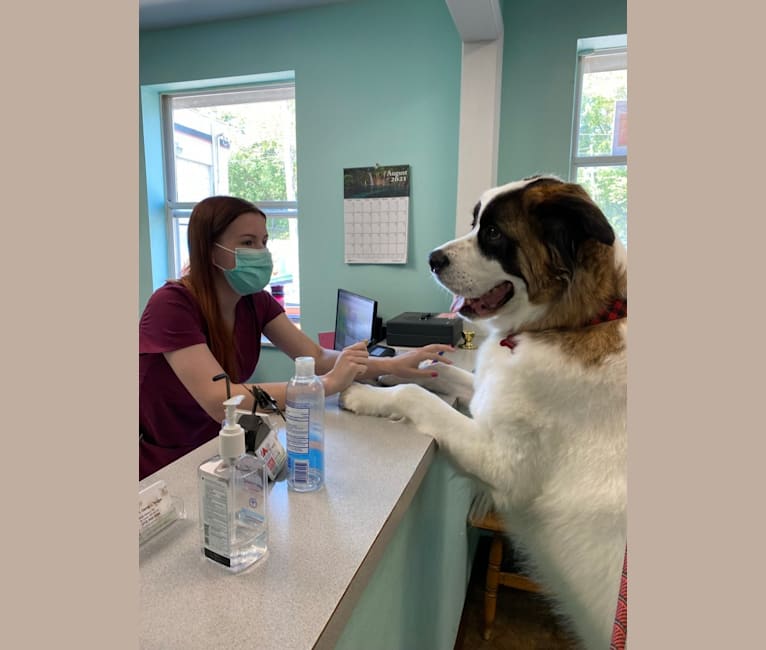 Akita saint bernard deals mix