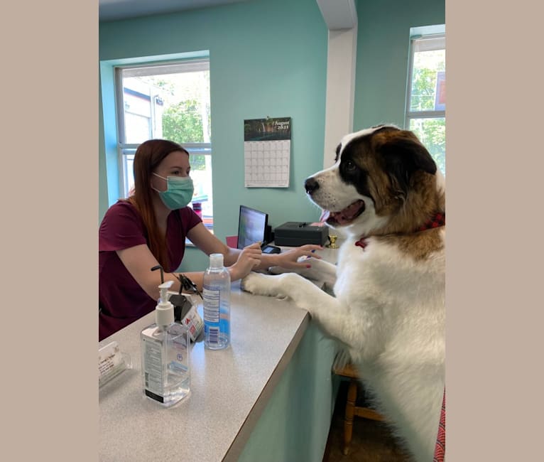 Mr. Bailey, a Saint Bernard and Akita mix tested with EmbarkVet.com