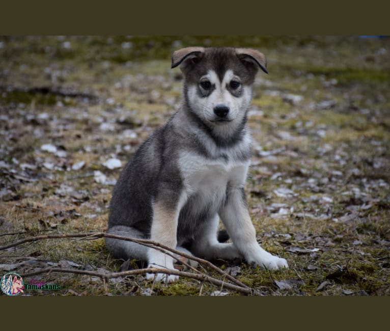 Nezuko, a Siberian Husky and Shikoku mix tested with EmbarkVet.com