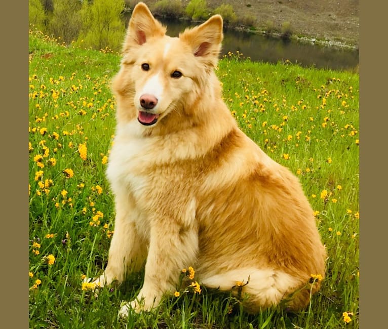Quincy, a Labrador Retriever and Siberian Husky mix tested with EmbarkVet.com