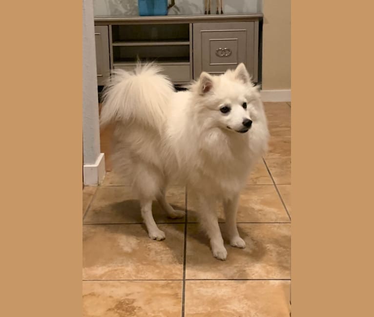 Osso, an American Eskimo Dog tested with EmbarkVet.com