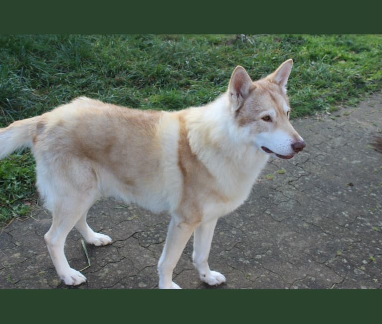 Marok, a Saarloos Wolfdog tested with EmbarkVet.com