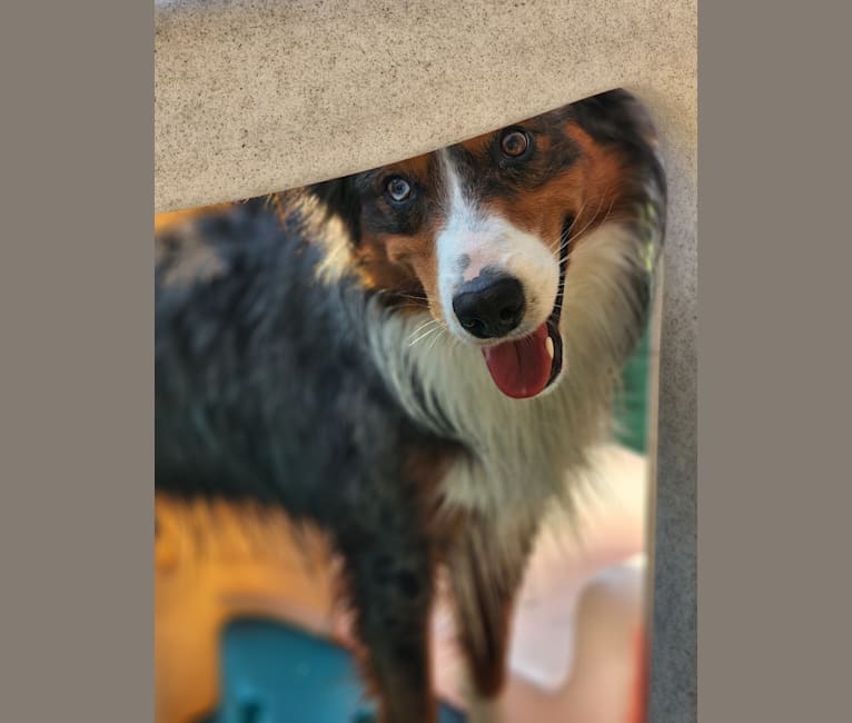 Photo of Remi, an Australian Shepherd, Border Collie, and Mixed mix in Wooster, OH, USA