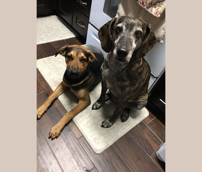 Jake Finn, a Catahoula Leopard Dog and German Shepherd Dog mix tested with EmbarkVet.com