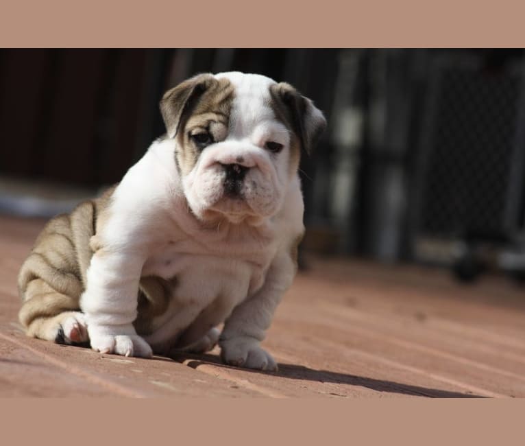 Photo of Gentry Adorabell Swag, a Bulldog  in Chelsea, OK, USA