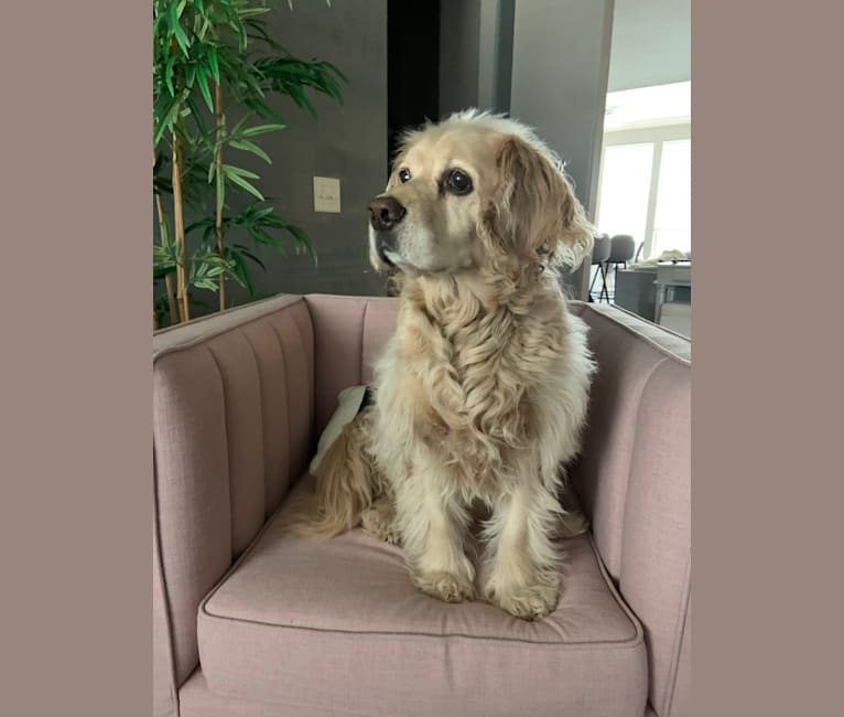 Yogi, a Cocker Spaniel and Australian Cattle Dog mix tested with EmbarkVet.com